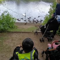 ducks